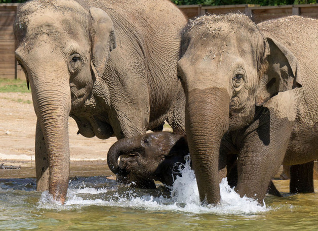 Фото: Amanda Carberry | Columbus Zoo