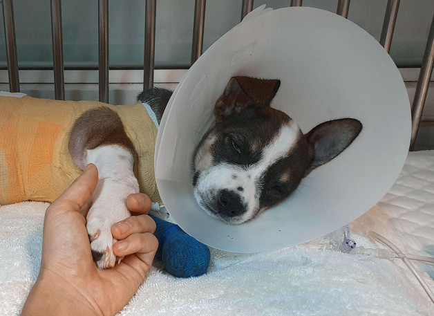 Фото: RJ22 | Shutterstock | Fotodom