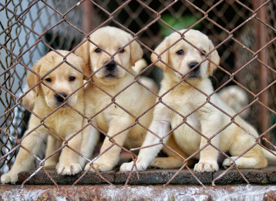 Фото: Lackoon | Shutterstock | Fotodom