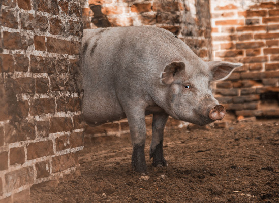 Фото: maradon 333 | Shutterstock | Fotodom
