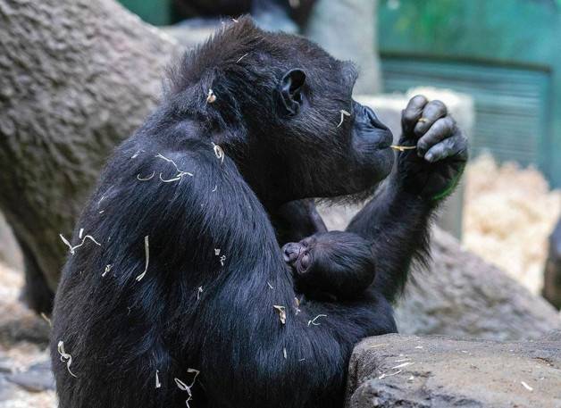 Фото: Московский Зоопарк