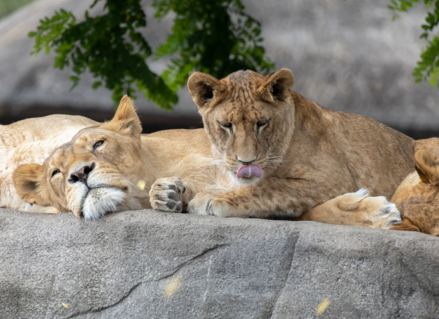 Фото: Anastasia Leonova | Shutterstock | Fotodom