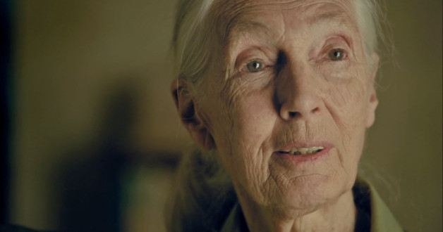 Кадр из документального фильма «Джейн» 2017