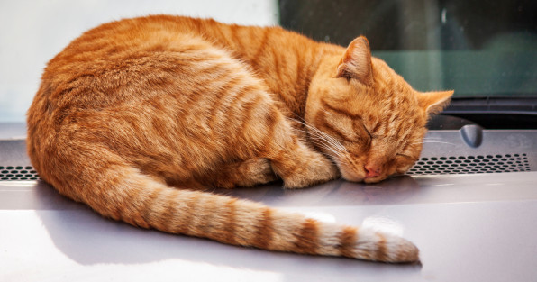 Фото: Ivan Kacarov | Shutterstock | Fotodom