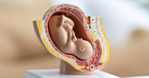 Фото: H_Ko | Shutterstock | Fotodom