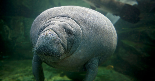 Фото: slowmotiongli | Shutterstock | Fotodom