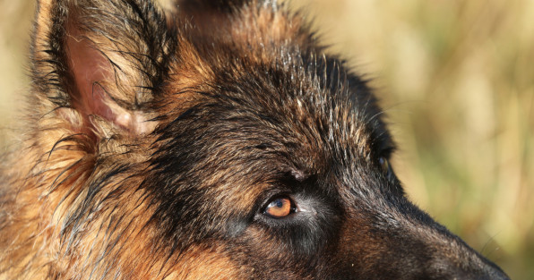 Фото: FotoDax| Shutterstock | Fotodom