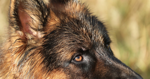 Фото: FotoDax| Shutterstock | Fotodom