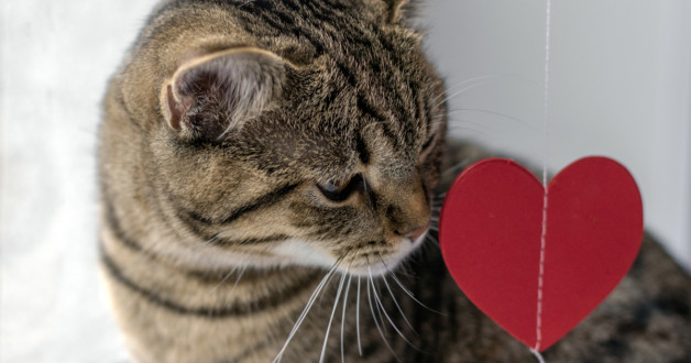 Фото: almo Creative | Shutterstock | Fotodom