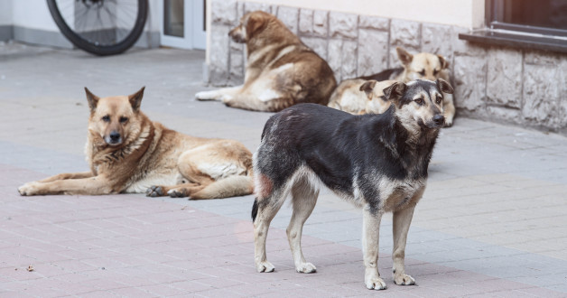 Фото: Bukhta Yurii | Shutterstock | Fotodom