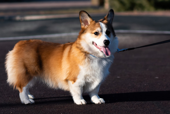 Фото: Ivan Gran | Shutterstock | Fotodom