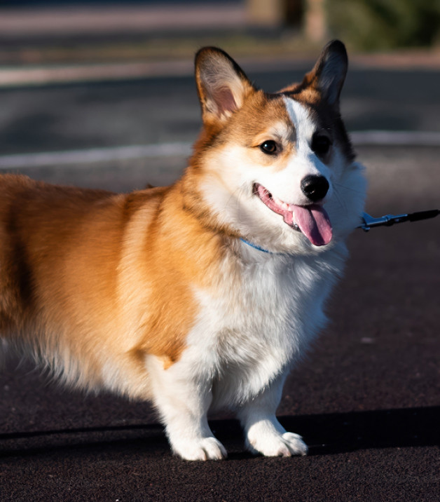 Фото: Ivan Gran | Shutterstock | Fotodom